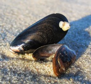 WA006 – Muschelfischerei in der Flensburger Förde
